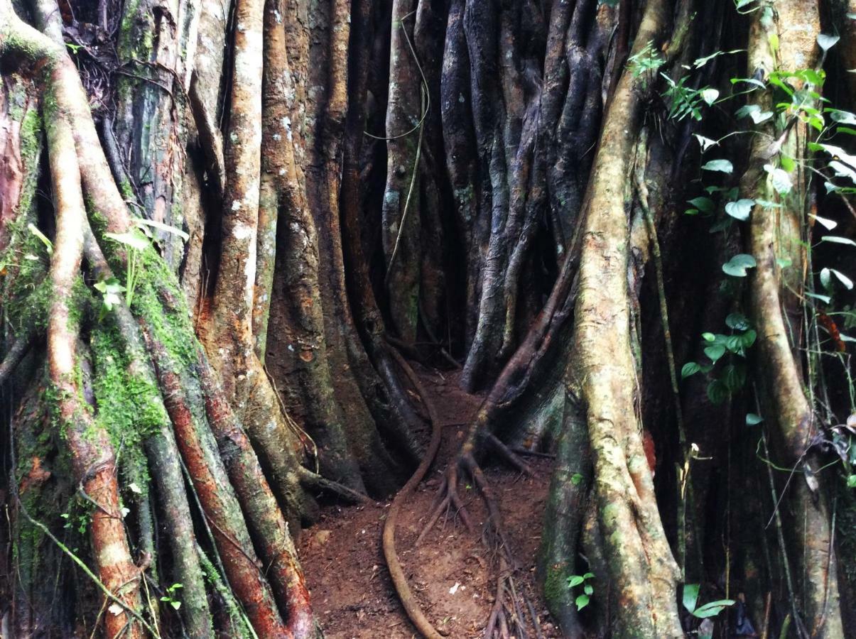 Natural Mystic Sanctuary Deniyaya Bagian luar foto